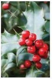 Worth-Keeping Minikartka 3D ostrokrzew