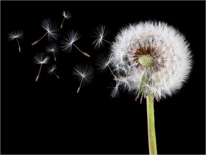 DecoNest Fototapeta - Wiatr i dmuchawiec - 200X154