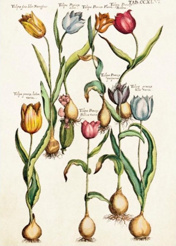 Skona Ting Karnet ST347 B6 + koperta Tulipany