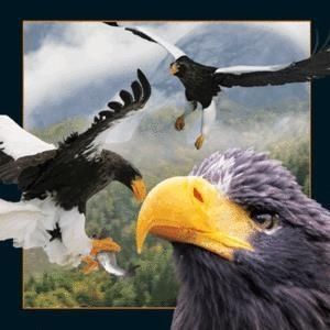 Worth-Keeping Magnes 3D Jastrząb (180004)