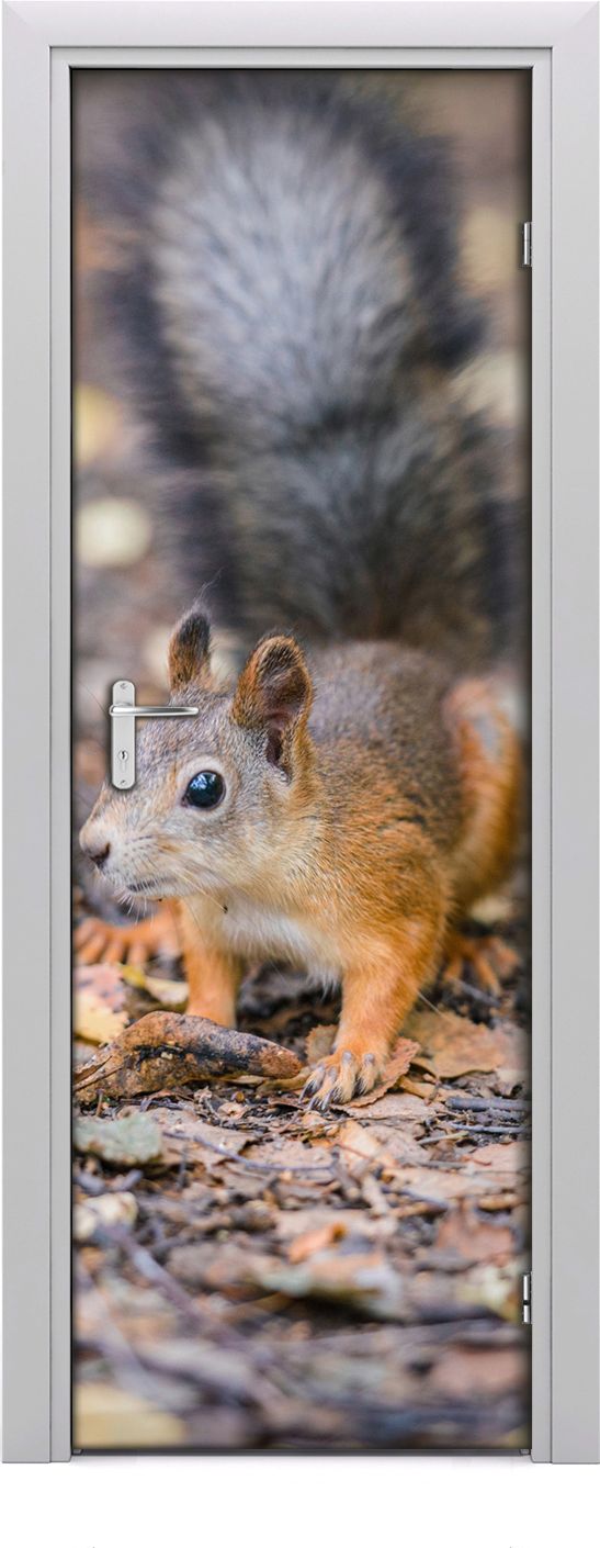 Tulup Fototapeta samoprzylepna na drzwi 75 x 205 cm Wiewiórki w lesie