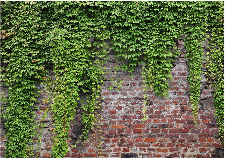 DecoNest Fototapeta - Cegły i bluszcz - 150X105