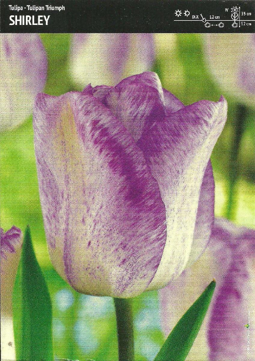 Benex Tulipan shirley