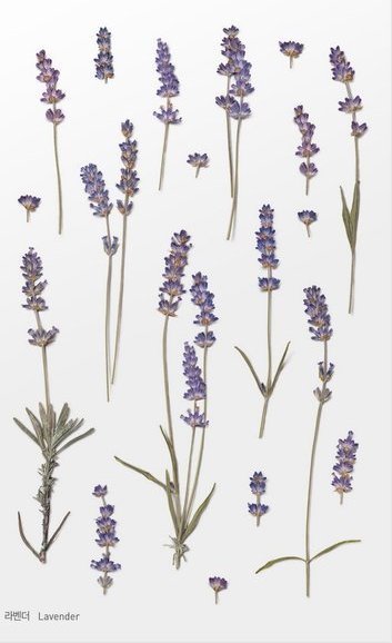 Appree Naklejki ozdobne kwiaty Lawenda