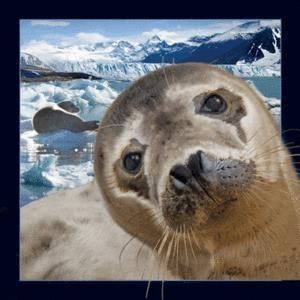 Worth Keeping Magnes 3D Foka