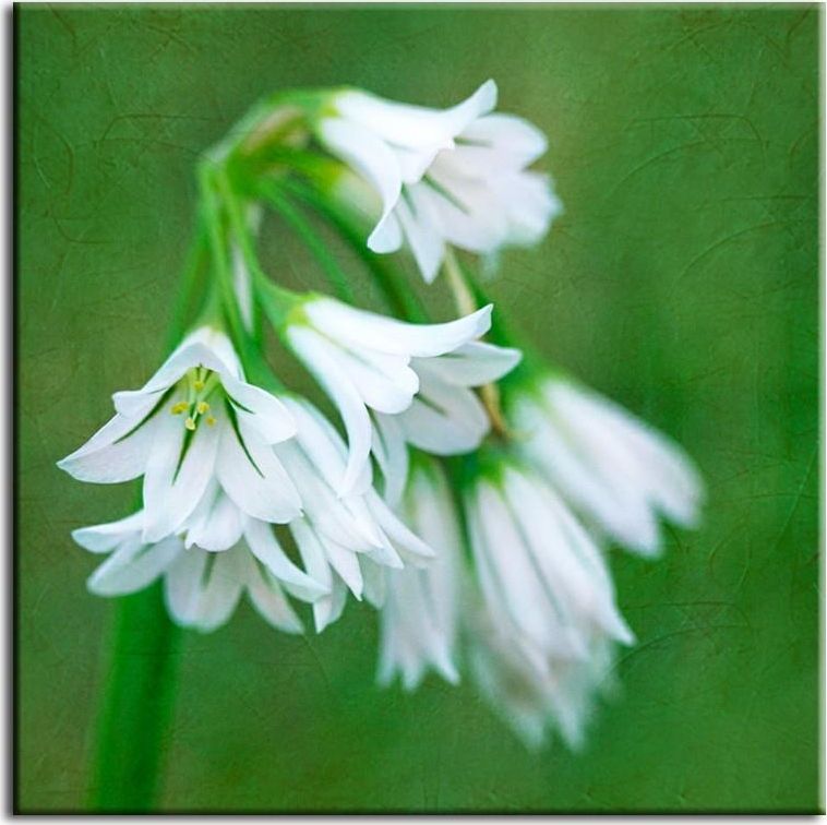 GO-BI Obraz "Macro" reprodukcja 60x60cm