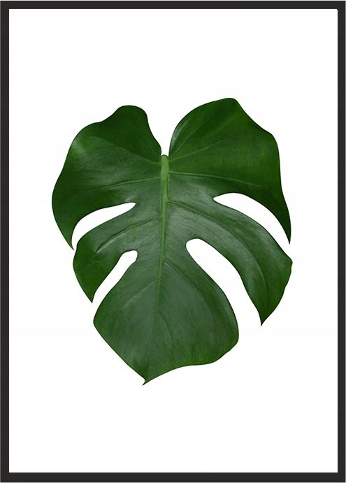 E-druk OBRAZ PLAKAT W RAMIE 73x53 cm Liść 2 P570