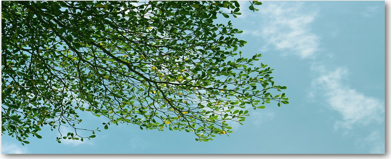Tulup Tulup Obraz Na Szkle Hartowanym 125x50 Obraz Szklany Liście na niebie