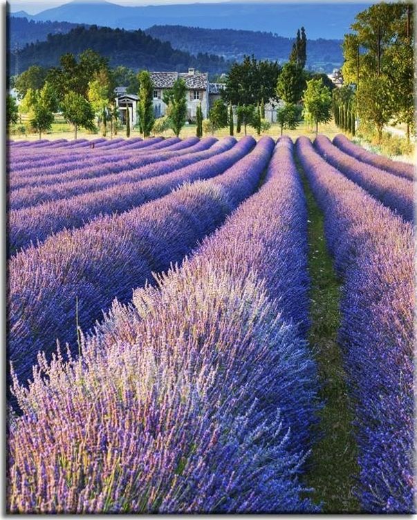 GO-BI Obraz "Lawendy" reprodukcja 40x50cm