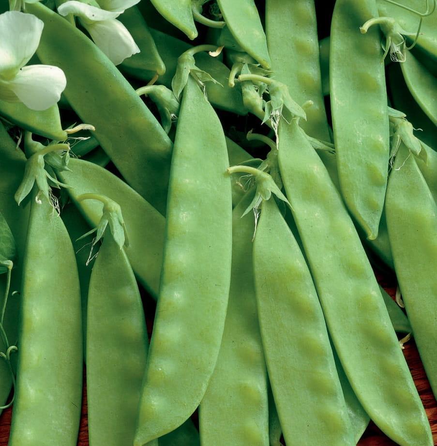 Kiepenkerl Groch Cukrowy 'Sweet Horizon' Odporny Na Choroby Kiepenkerl