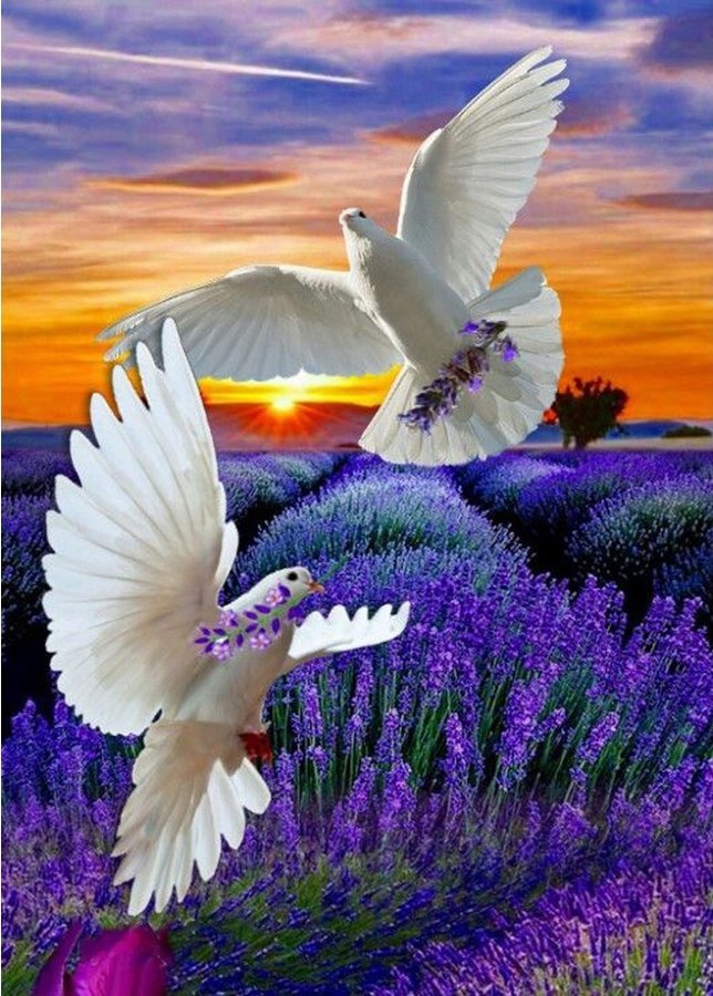 OBRAZ MALOWANIE PO NUMERACH RAMA 40x50cm DWA GOŁĘBIE