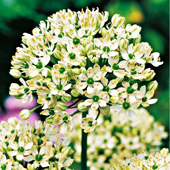Benex ALLIUM - CZOSNEK NIGRUM 3 szt.