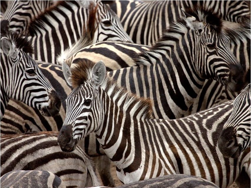 DecoNest Fototapeta - Stado zebr - 350X270