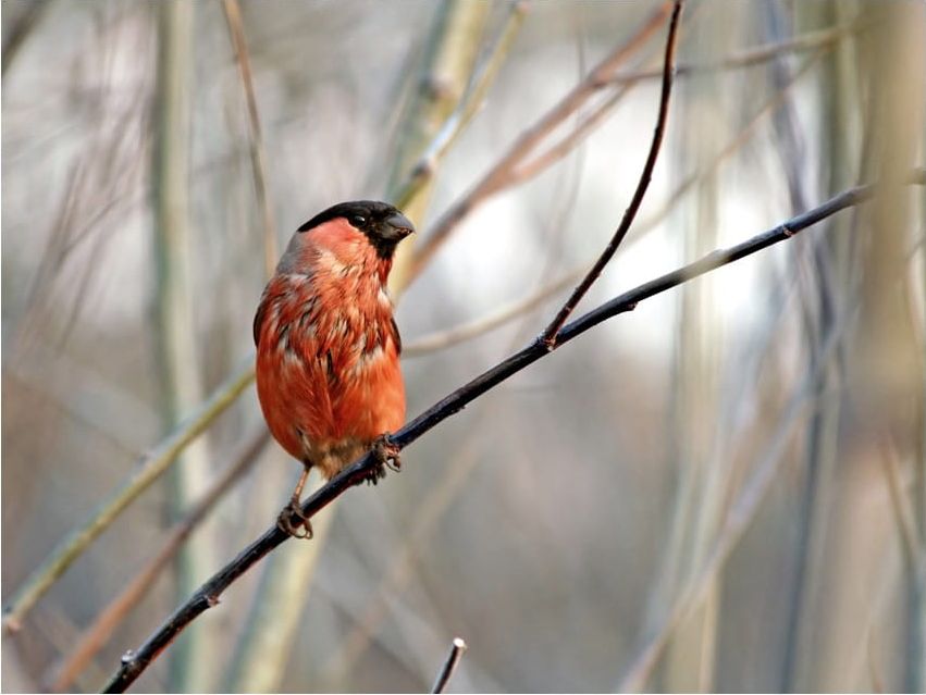 DecoNest Fototapeta - Bullfinch in the forest - 300X231