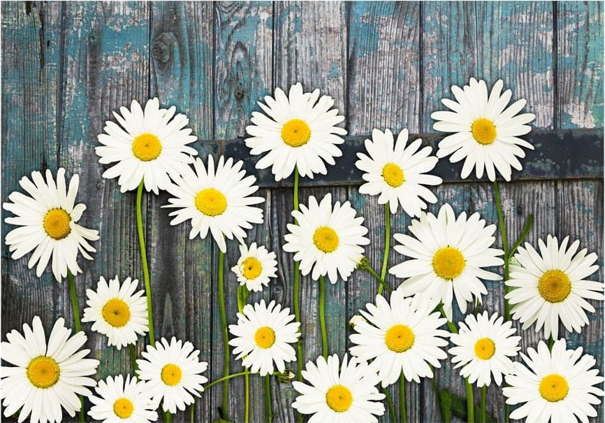 DecoNest Fototapeta - Powrót do niewinności - 150X105