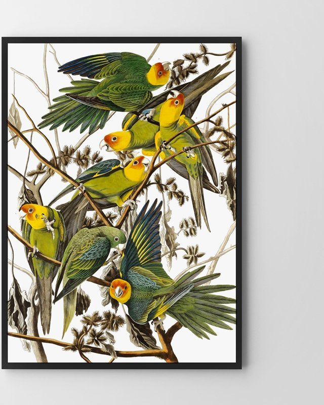 Hog Studio Papugi w kwiatach (Płótno 80x120cm)