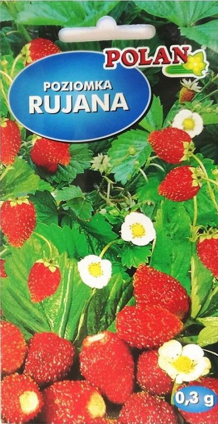 Plantico Poziomka Polan