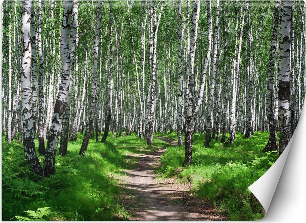 Feeby Fototapeta, Las brzozowy - 450x315