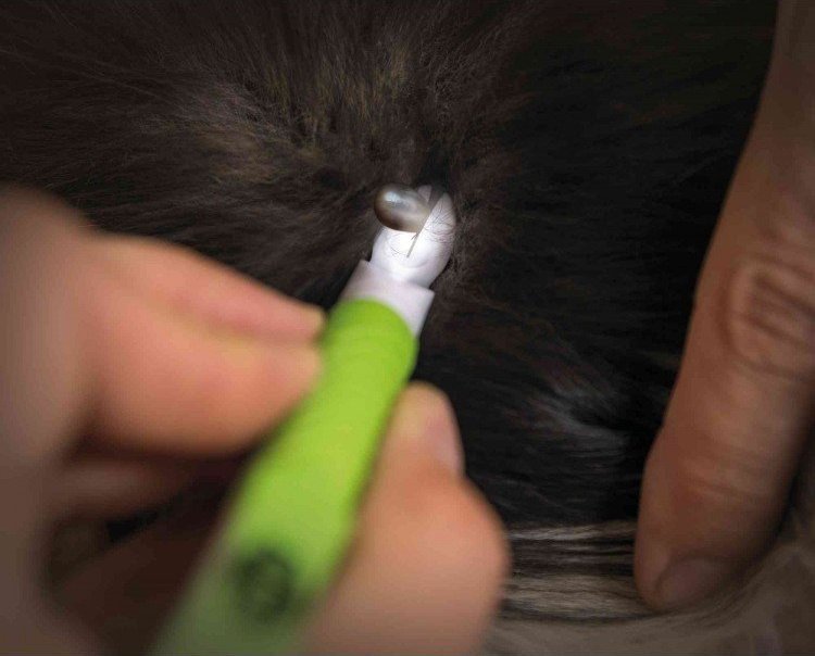 Trixie PRZYRZĄD DO USUWANIA KLESZCZY Z LAMPKĄ LED 14cm