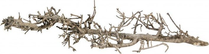 Terra Natura Korzeń Południowy S,15-25 cm