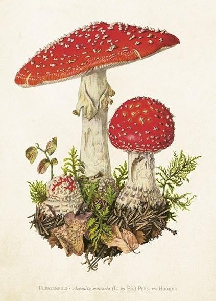 Karnet ST463 B6 + koperta Muchomor