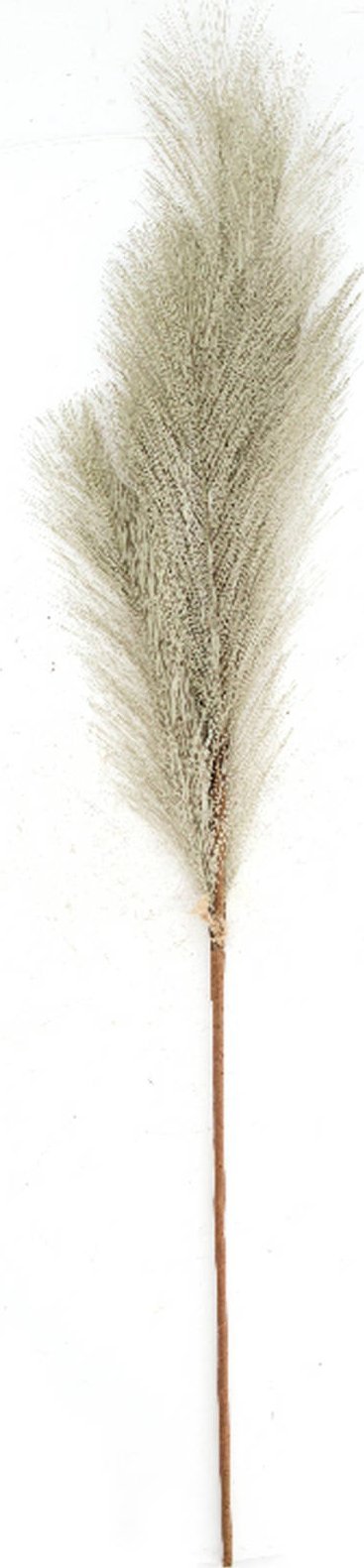 Tajemniczy ogród TRAWA PLUME 77CM