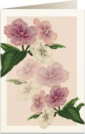 Tassotti Karnet B6 + koperta 5969 Brunfelsja