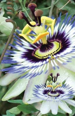 Worth-Keeping Minikartka 3D Passiflora