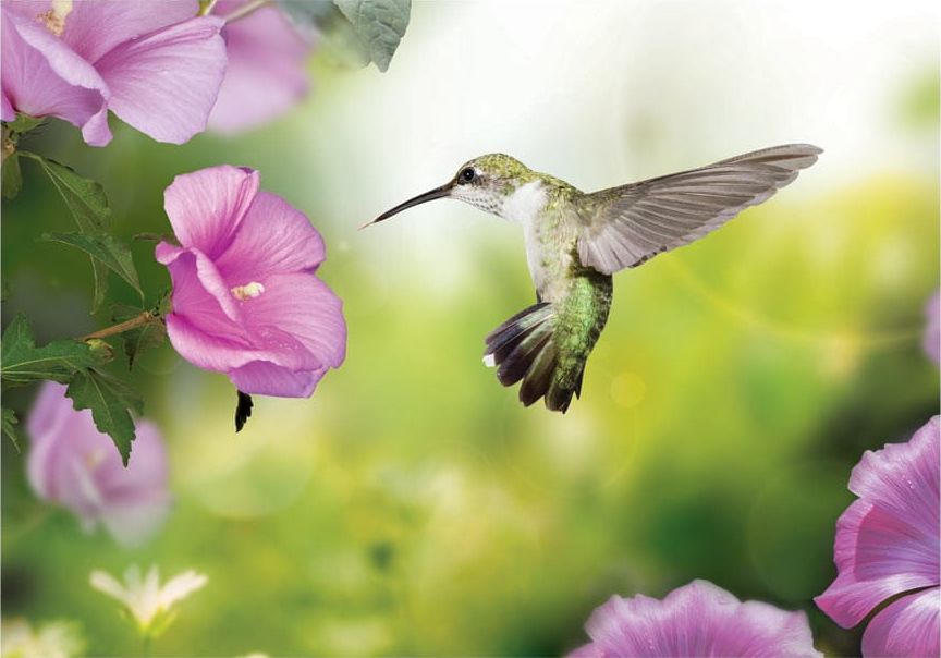 DecoNest Fototapeta - Koliber - 400X280