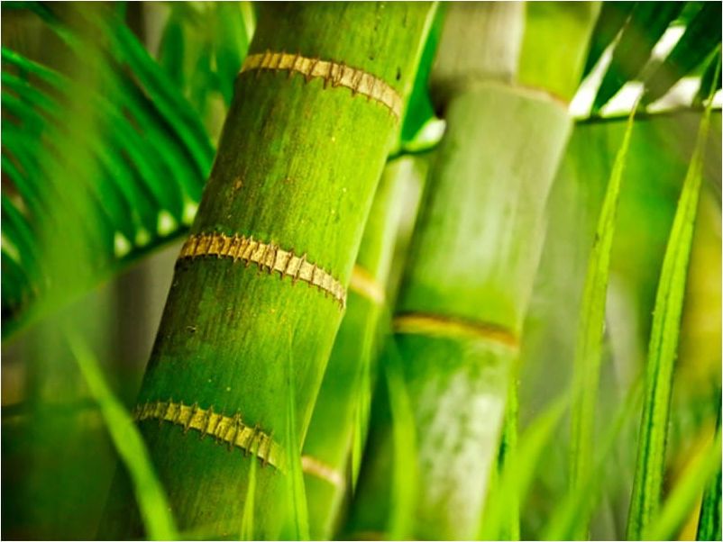 DecoNest Fototapeta - bambus - detal - 350X270