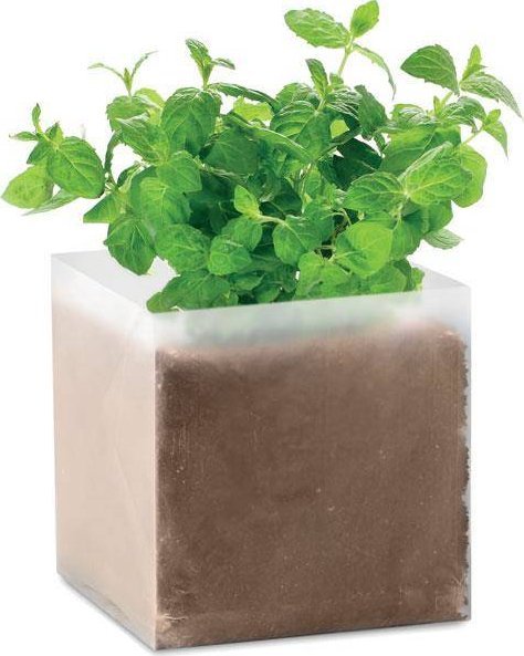 Upominkarnia Zestaw do uprawy "Mięta "