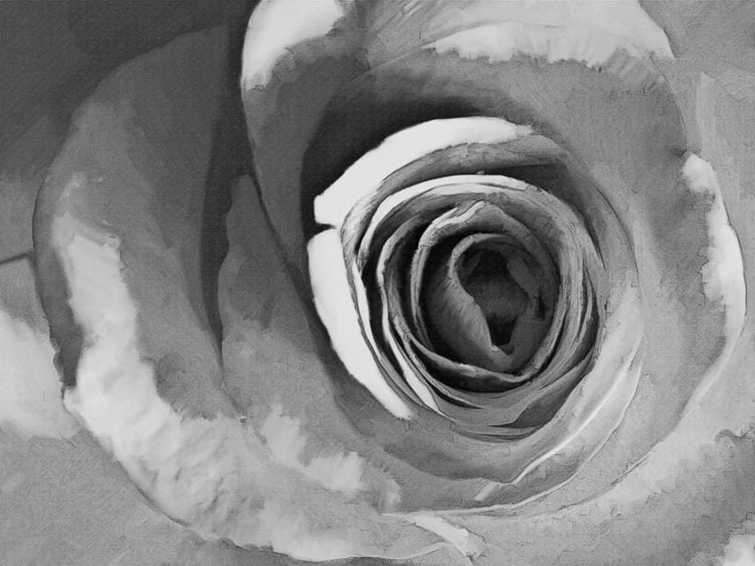 DecoNest Fototapeta - Papierowa róża - 250X193