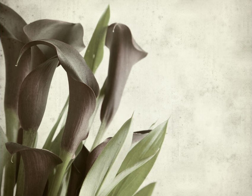 DecoNest Fototapeta - Fioletowe kalie - efekt starego papieru - 300X231