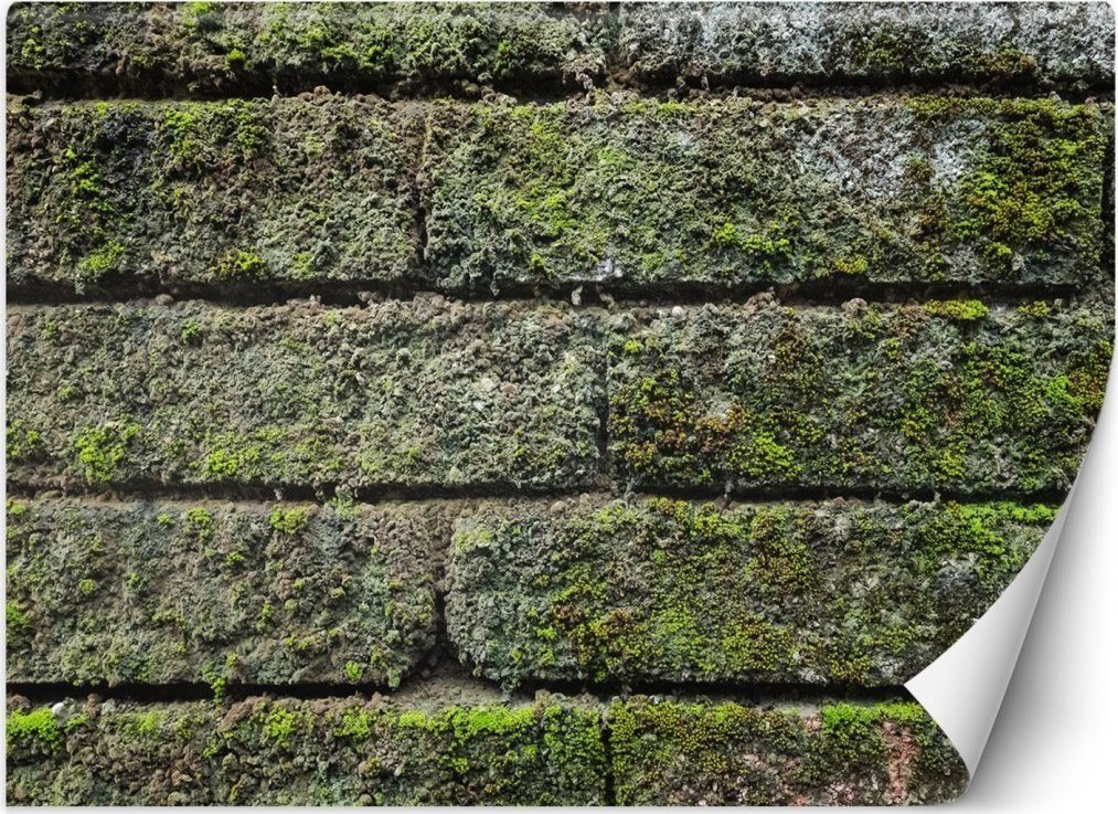 Feeby Fototapeta, Mur cegła mech - 100x70