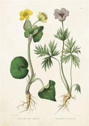 Skona Ting Karnet ST211 B6 + koperta Kaczeniec i sasanka