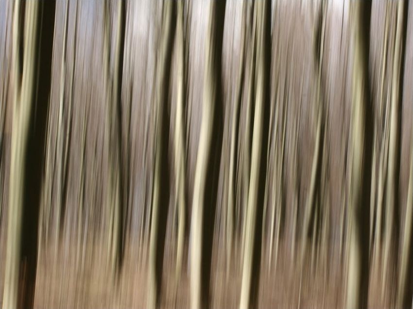 DecoNest Fototapeta - Forest - 350X270