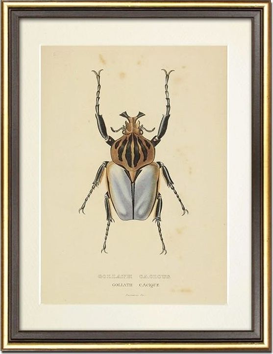 GO-BI Obraz - REPRODUKCJE NOWOŚCI 33x43cm