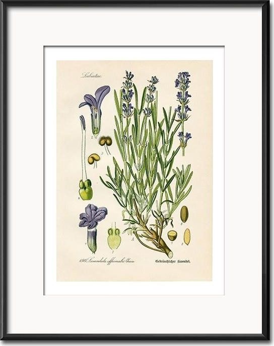 GO-BI Obraz - REPRODUKCJE NOWOŚCI 21x26cm