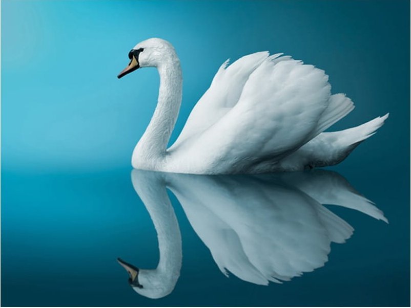 DecoNest Fototapeta - łabędź - odbicie - 300X231