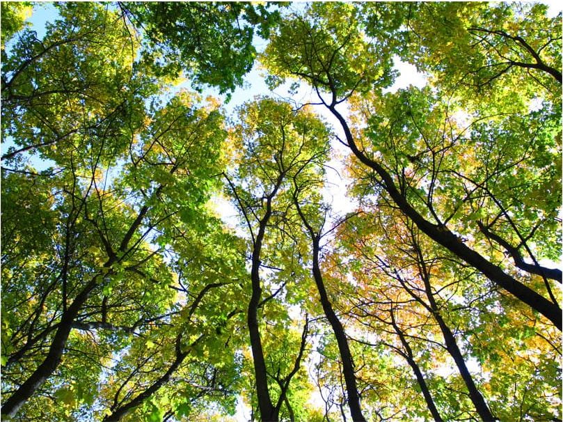 DecoNest Fototapeta - Looking up at the trees - 350X270