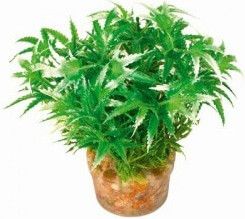 Zolux Roślina mała z zestawu nr 1