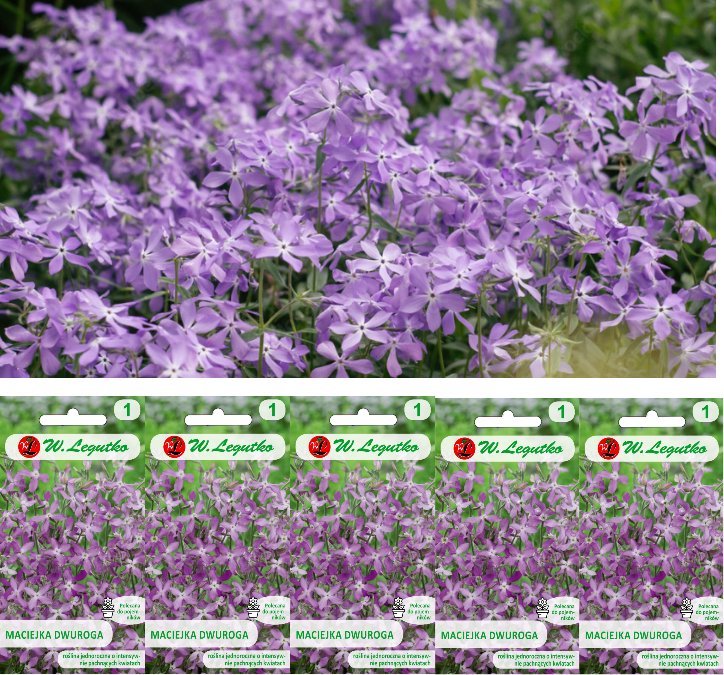 Legutko Nasiona Maciejka dwuroga różowolawendowa, 5x5g