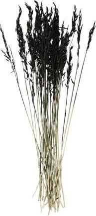 Madam Stoltz Madam Stoltz - Suszone kwiaty Triticum Aestivum