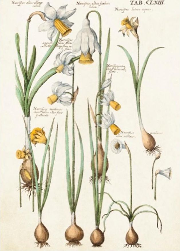 Skona Ting Karnet ST346 B6 + koperta Żonkile