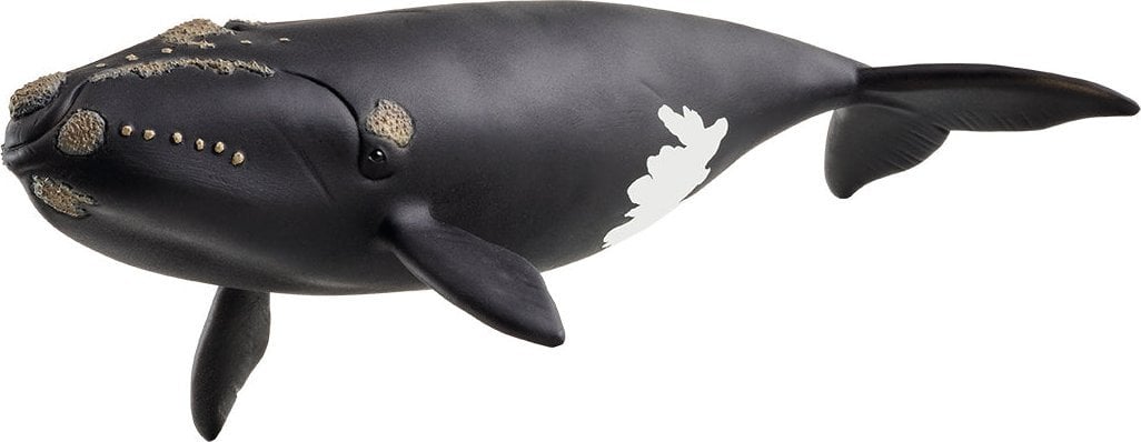 Schleich North Atlantic Right Whale