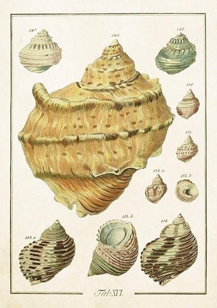 Karnet ST503 B6 + koperta Muszle