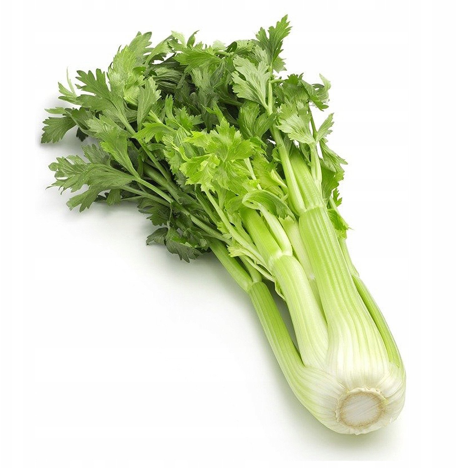 Toraf Nasiona warzyw | Seler Naciowy Zefir | Opakowanie 0,5g