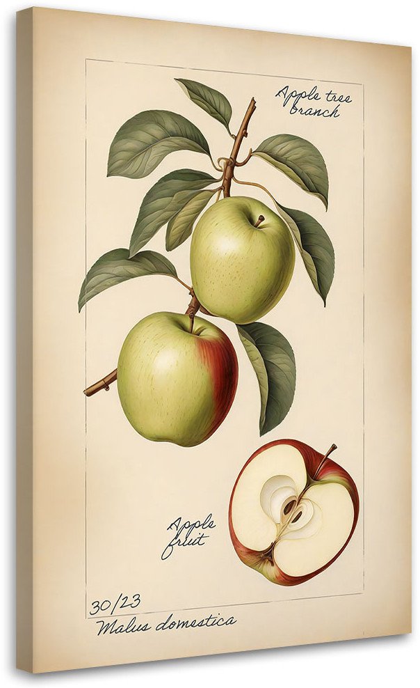 Feeby obraz na płótnie owoce vintage jabłko 40x60 medium