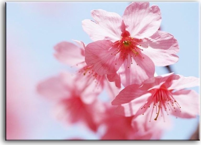 GO-BI Obraz "Macro" reprodukcja 50x70 cm