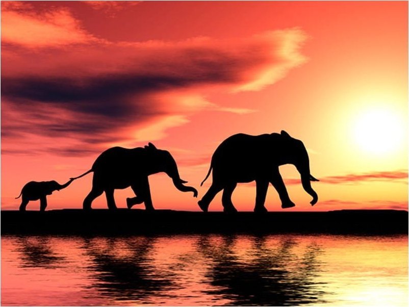 DecoNest Fototapeta - słonie: rodzina - 300X231